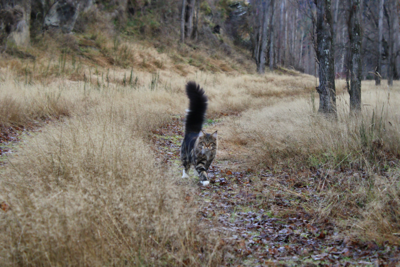 There's a lion in the meadow 